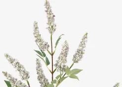 Angie Lilac Stem