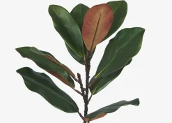 Aster Magnolia Branch Green/Brown