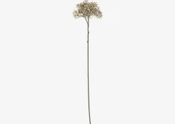 Beare Elderberry Stem