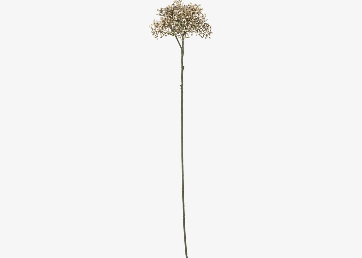 Beare Elderberry Stem