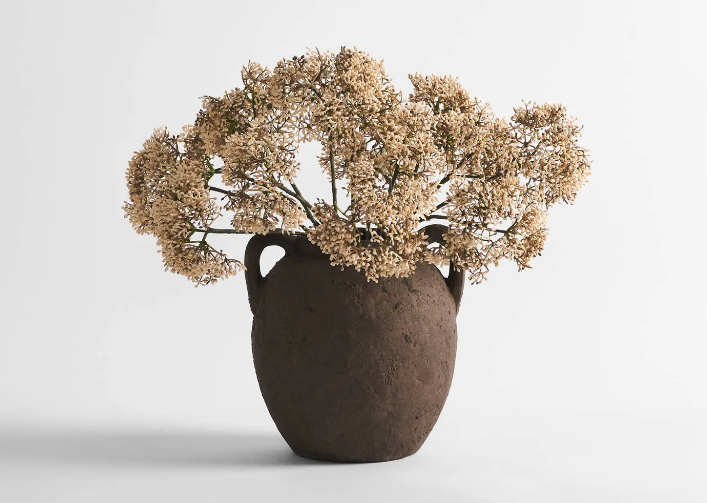 Beare Elderberry Stem