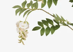 Byer Wisteria Branch