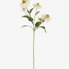 Cate Echinacea Stem Ivory