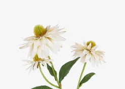 Cate Echinacea Stem Ivory
