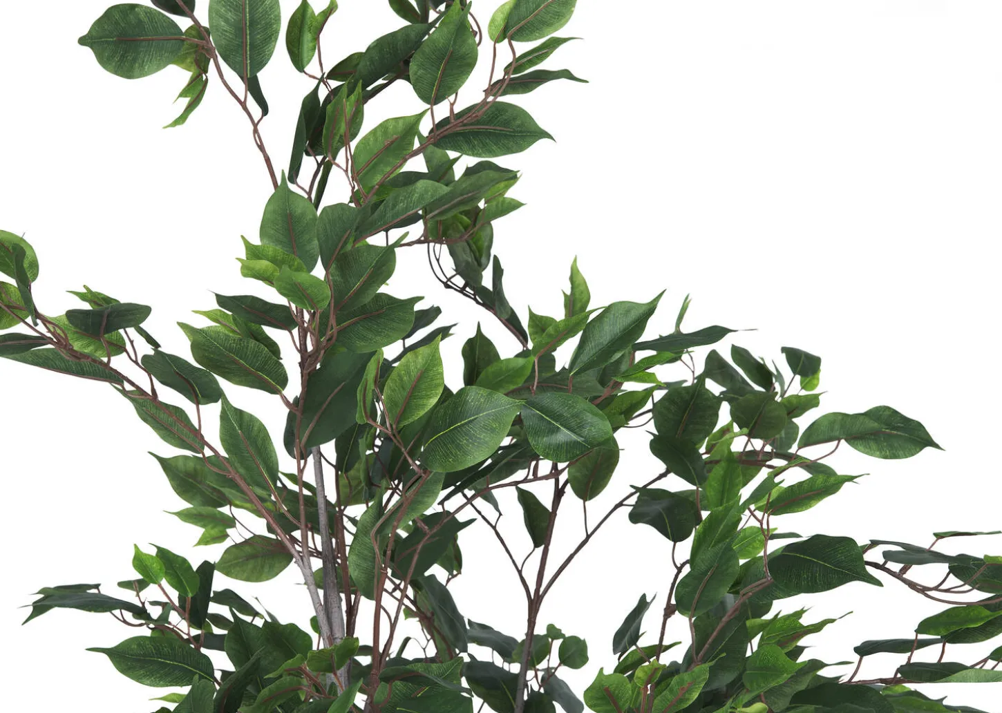 Claude Ficus Tree Potted