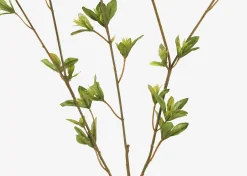 Creek Spring Leaf Branch