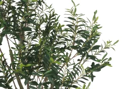 Cyprus Olive Tree Potted 7ft