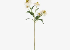 Daleyza Vase & Cate Echinacea Stems