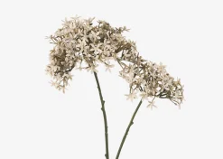 Dunne Allium Branch