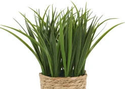 Edyn Grass Potted