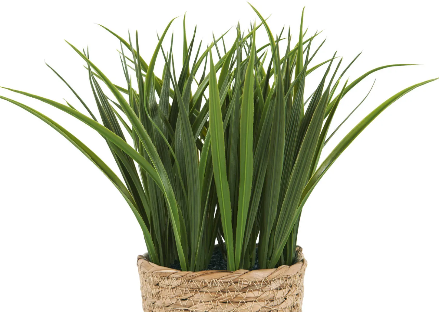 Edyn Grass Potted