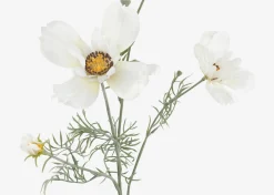 Elana Anemone Stem