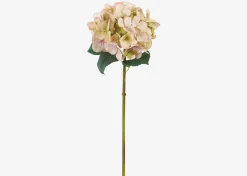 Gretel Hydrangea Stem