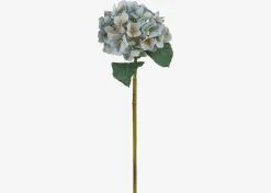Gretel Hydrangea Stem