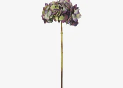 Gretel Hydrangea Stem