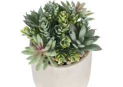 Hailey Succulants Potted
