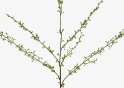 Hopper Mini Spring Branch
