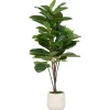 Joe Fiddle Tree Potted