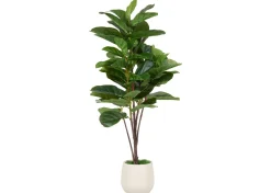 Joe Fiddle Tree Potted