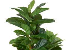 Joe Fiddle Tree Potted
