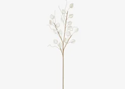 Jojo Lantern Branch