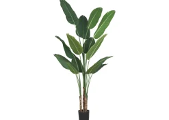 Kani Travelers Palm Potted X-Large