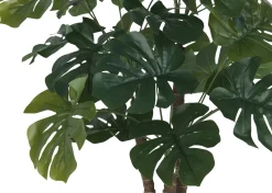 Lagos Monstera Tree Potted