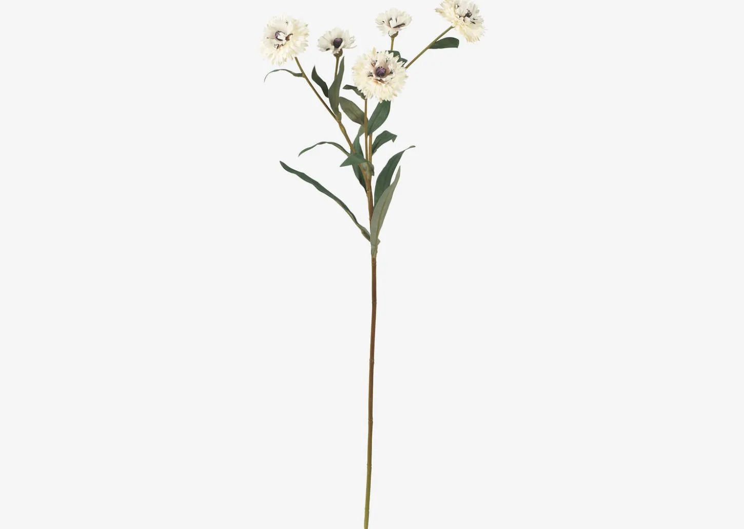 Lindy Cornflower