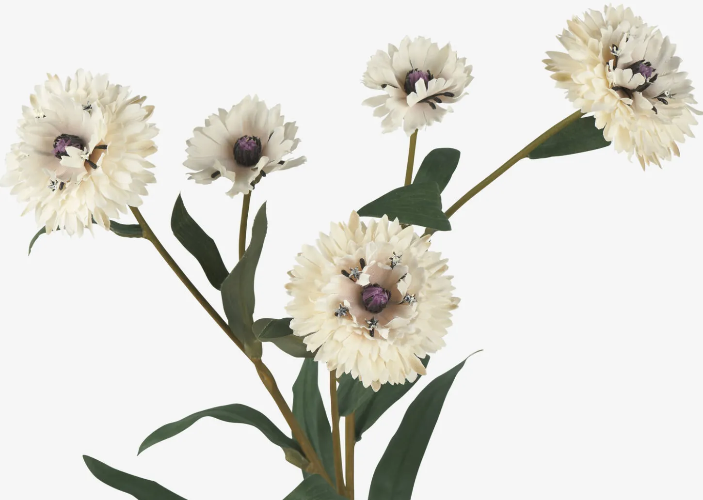 Lindy Cornflower