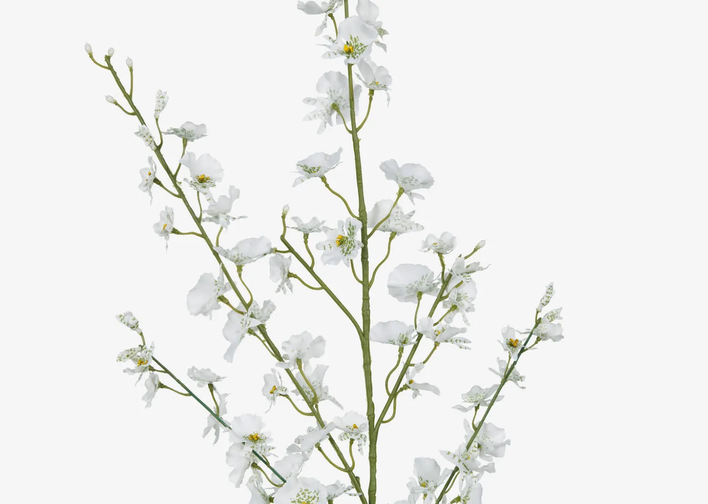 Liza Dancing Orchid Branch