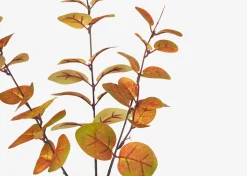 Luis Eucalyptus Stem Caramel