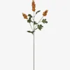 Scarlett Firethorn Stem Orange