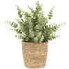 Suri Eucalyptus Plant Potted