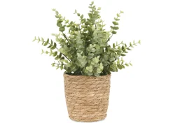 Suri Eucalyptus Plant Potted