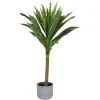 Tate Dracaena Tree Potted