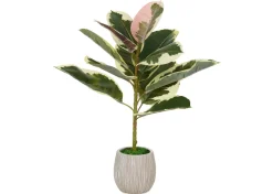 Tineke Ficus Plant Potted