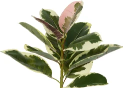 Tineke Ficus Plant Potted
