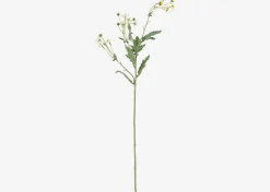 Trish Anemone Branch
