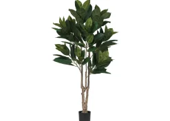 Troye Rubber Tree Potted