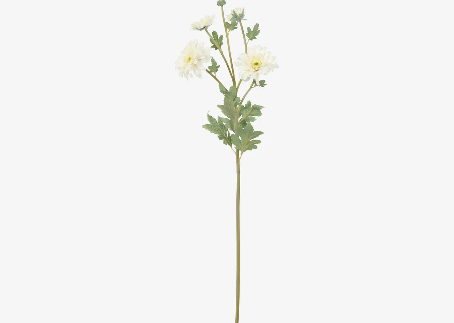 Vera Chrysanthemum Branch