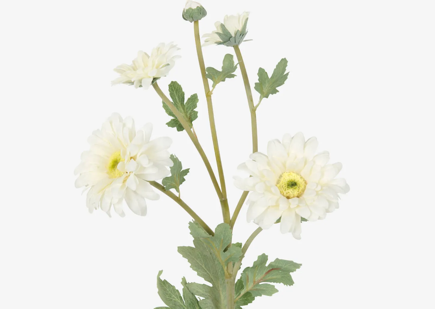 Vera Chrysanthemum Branch