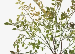 Wren Leaf Bush
